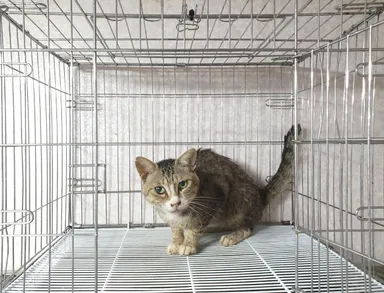 [고양이] 한국 고양이, 기타(흰회갈검줄) 구조동물 사진