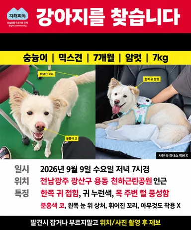 스피츠, 크림색 분실동물 사진