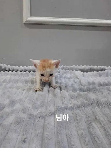 [고양이] 한국 고양이, 레몬색&흰색 구조동물 사진