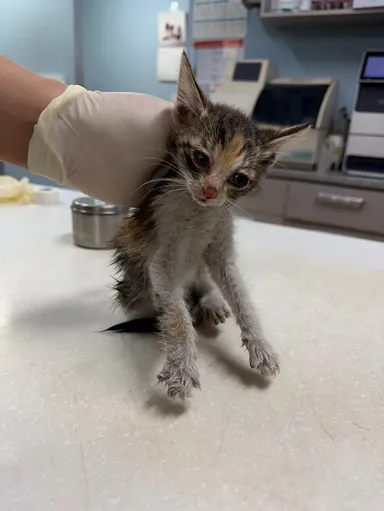 [고양이] 한국 고양이, 검은색흰색황토색조합 구조동물 사진