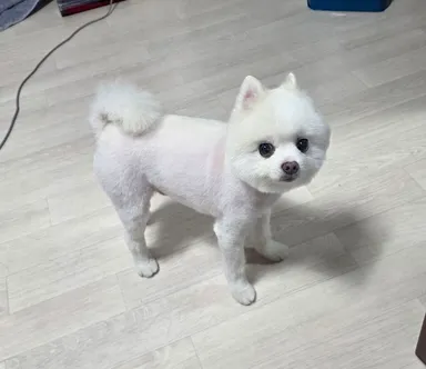 포메라니안, 흰색 분실동물 사진