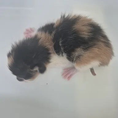 [고양이] 한국 고양이, 기타(검갈흰색) 구조동물 사진