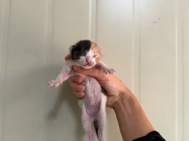 [고양이] 한국 고양이, 기타(백갈흑) 구조동물 사진