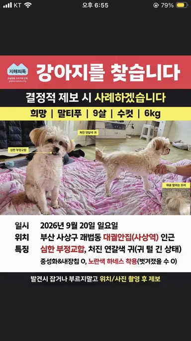 믹스견, 갈색&흰색 분실동물 사진