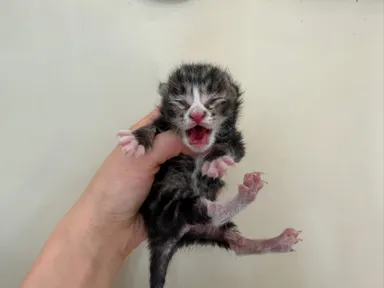 [고양이] 한국 고양이, 평행·전체·부분줄무늬 구조동물 사진