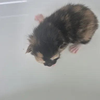 [고양이] 한국 고양이, 기타(검정갈색) 구조동물 사진