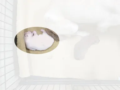 [개] 믹스견, 흰색 구조동물 사진