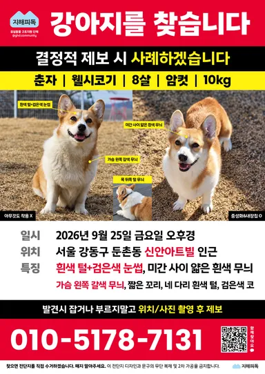 웰시 코기 펨브로크, 갈색&흰색 분실동물 사진