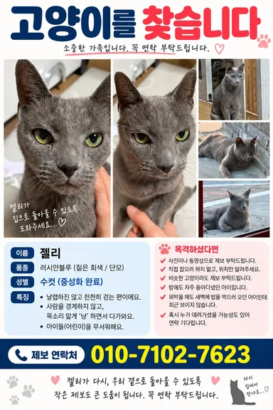 러시안 블루, 푸른 회색 분실동물 사진