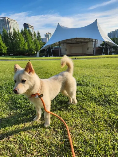 기타, 노란색 분실동물 사진