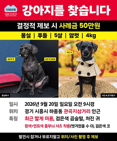 미니어쳐 푸들, 검정색 분실동물 사진