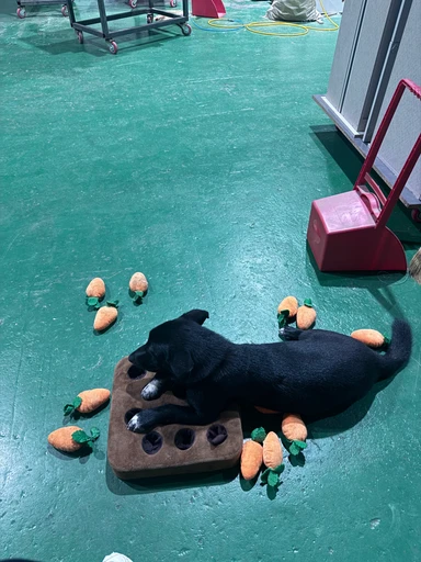 기타, 검정&흰색 분실동물 사진