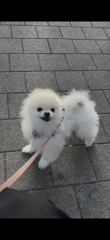 포메라니안, 크림색 분실동물 사진