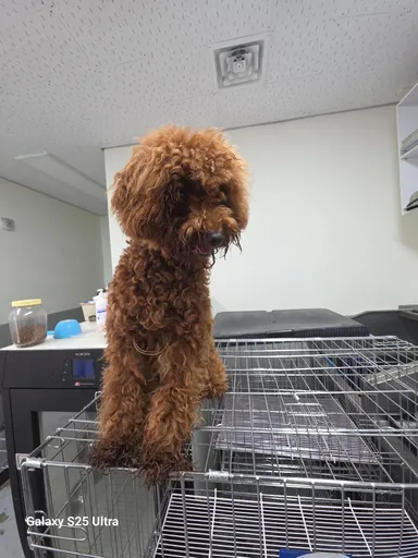 [개] 푸들, 갈색 구조동물 사진