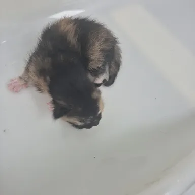 [고양이] 한국 고양이, 기타(검정갈색) 구조동물 사진