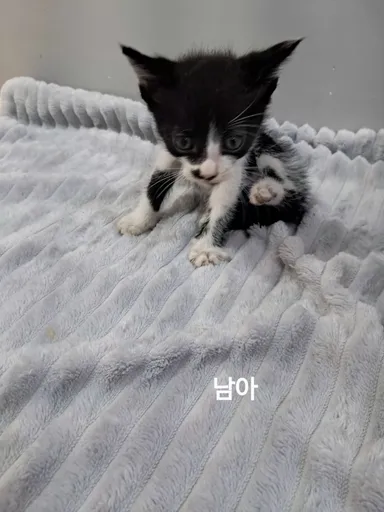 [고양이] 한국 고양이, 흰색/검은색 얼룩무늬 구조동물 사진