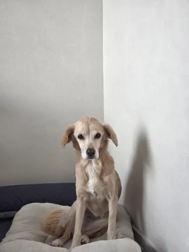 기타, 크림색 분실동물 사진