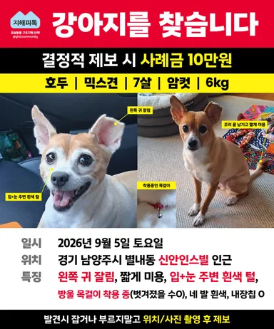 믹스견, 갈색&흰색 분실동물 사진