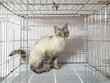 [고양이] 믹스묘, 기타(크림, 회색) 구조동물 사진