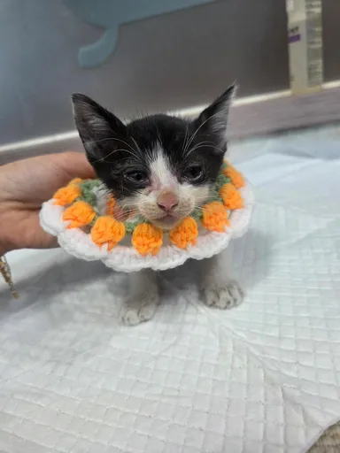 [고양이] 한국 고양이, 흰색/검은색 얼룩무늬 구조동물 사진