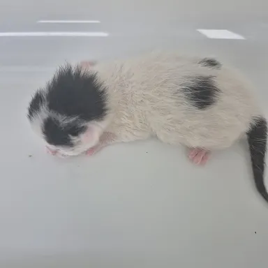 [고양이] 한국 고양이, 기타(흰색,검정) 구조동물 사진