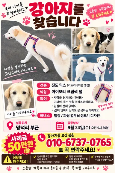 기타, 금색&흰색 분실동물 사진