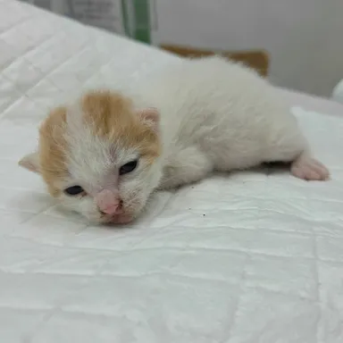 [고양이] 한국 고양이, 레몬색&흰색 구조동물 사진