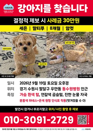 말티즈, 기타 분실동물 사진