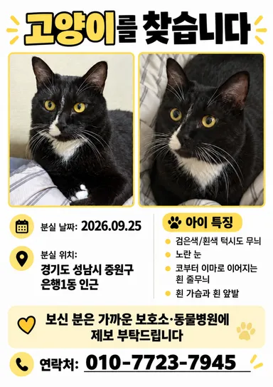 한국 고양이, 흰색/검은색 얼룩무늬 분실동물 사진