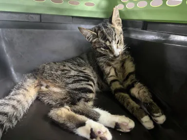 [고양이] 한국 고양이, 기타(갈검흰색) 구조동물 사진