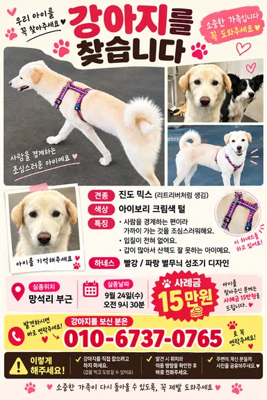 기타, 금색&흰색 분실동물 사진