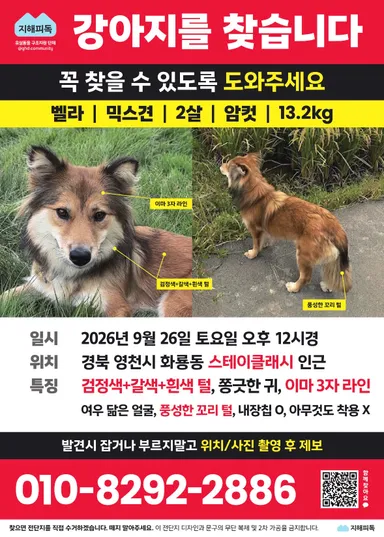 믹스견, 갈색&흰색 분실동물 사진