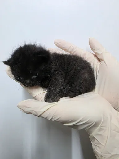 [고양이] 한국 고양이, 검정색 구조동물 사진