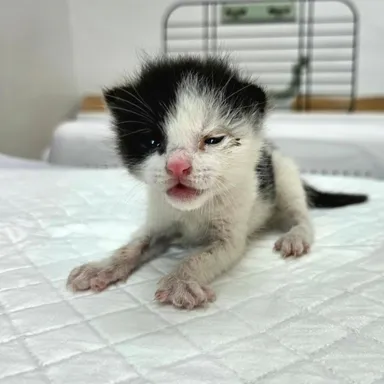 [고양이] 한국 고양이, 흰색/검은색 얼룩무늬 구조동물 사진