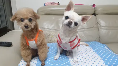 치와와, 크림색 분실동물 사진