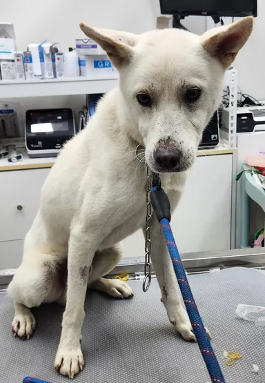 [개] 진도견, 흰색 구조동물 사진