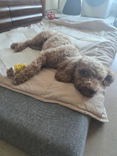 푸들, 크림색 분실동물 사진