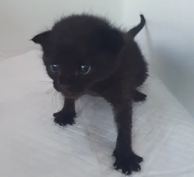 [고양이] 한국 고양이, 검정색 구조동물 사진