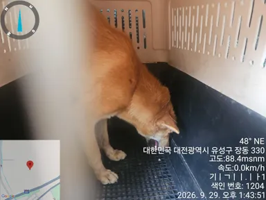 [개] 믹스견, 흰색&황갈색 구조동물 사진