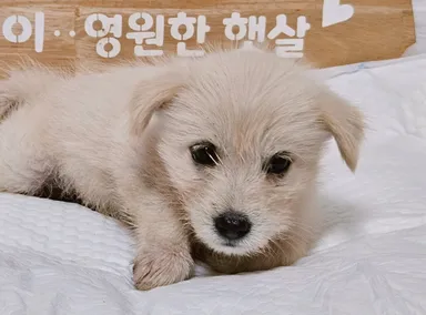[개] 믹스견, 흰색 구조동물 사진