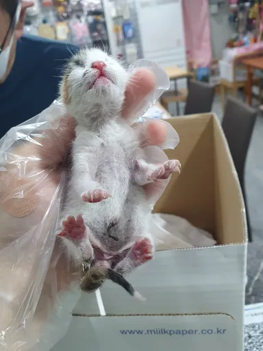 [고양이] 한국 고양이, 검은색흰색황토색조합 구조동물 사진