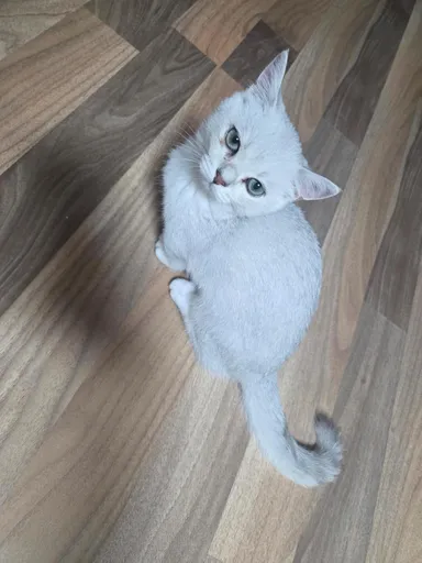 [고양이] 믹스묘, 크림색 구조동물 사진