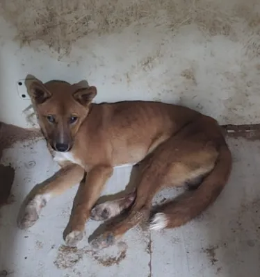 [개] 믹스견, 갈색 구조동물 사진