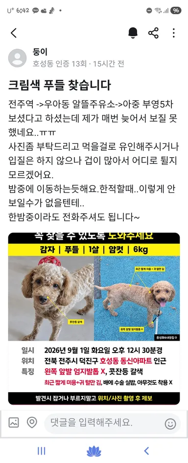 푸들, 크림색 분실동물 사진