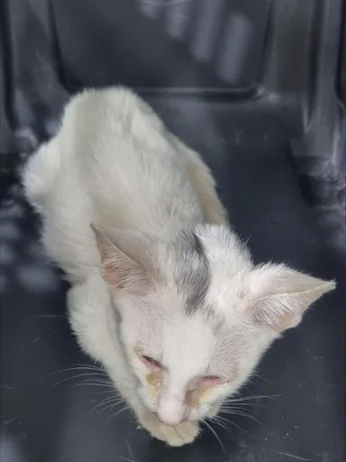 [고양이] 한국 고양이, 흰색 구조동물 사진