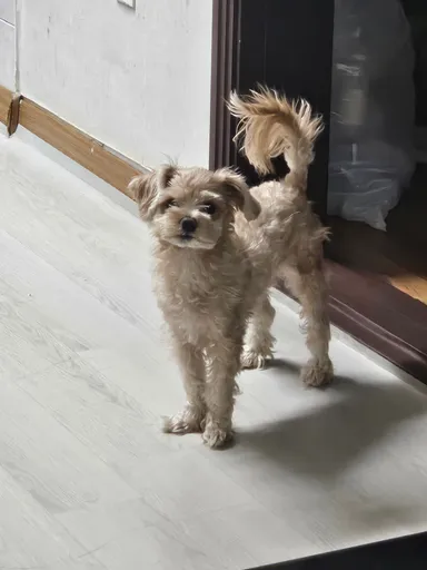 말티즈, 크림색 분실동물 사진