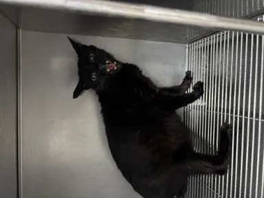 [고양이] 믹스묘, 기타(검정) 구조동물 사진
