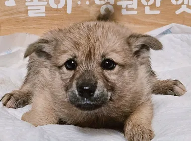 [개] 믹스견, 검정&은색 구조동물 사진