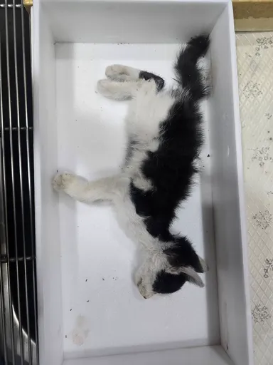 [고양이] 한국 고양이, 흰색/검은색 얼룩무늬 구조동물 사진