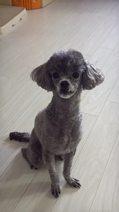 토이 푸들, 회색 분실동물 사진